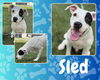 adoptable Dog in  named SLED