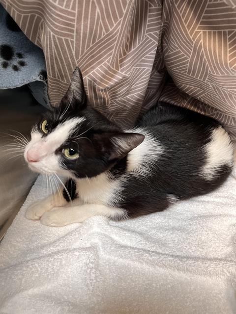 adoptable Cat in Pearland, TX named SPLASH
