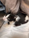 adoptable Cat in Pearland, TX named SPLASH