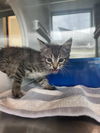 adoptable Cat in Pearland, TX named PROVOLONE