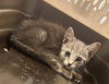 adoptable Cat in Pearland, TX named MACY