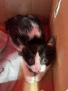 adoptable Cat in Pearland, TX named SPRINKLES
