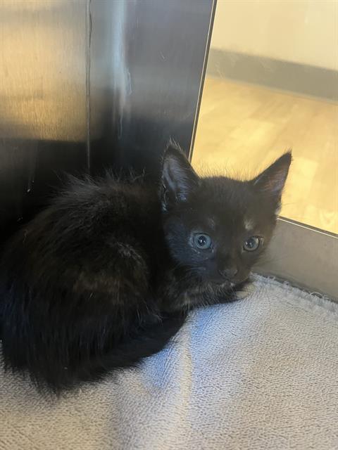 adoptable Cat in Pearland, TX named WACO