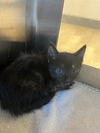 adoptable Cat in Pearland, TX named WACO