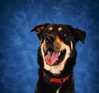 COOPER - Photo 1