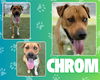 adoptable Dog in  named CHROM