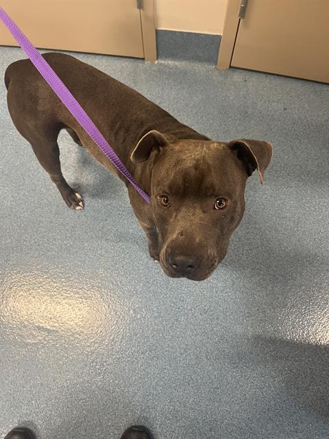 adoptable Dog in Pearland, TX named NILES