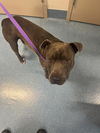 adoptable Dog in  named NILES