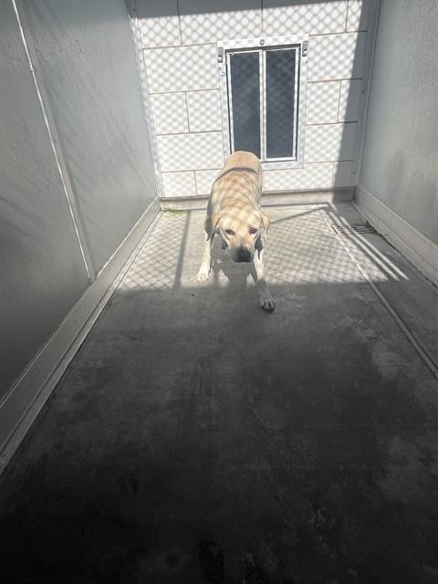 adoptable Dog in Pearland, TX named BONBON