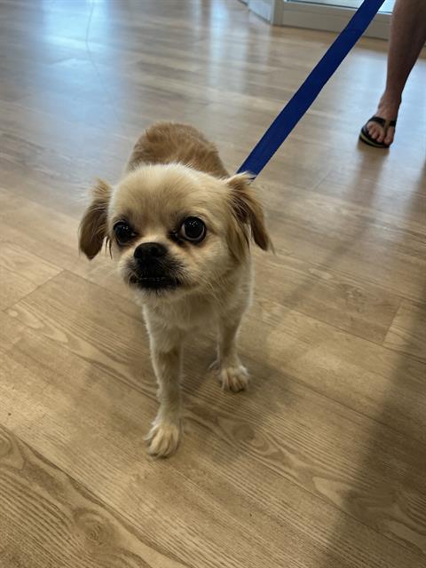 adoptable Dog in Pearland, TX named BUDDY