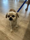 adoptable Dog in  named BUDDY