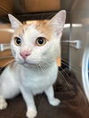 adoptable Cat in  named MARSHIE