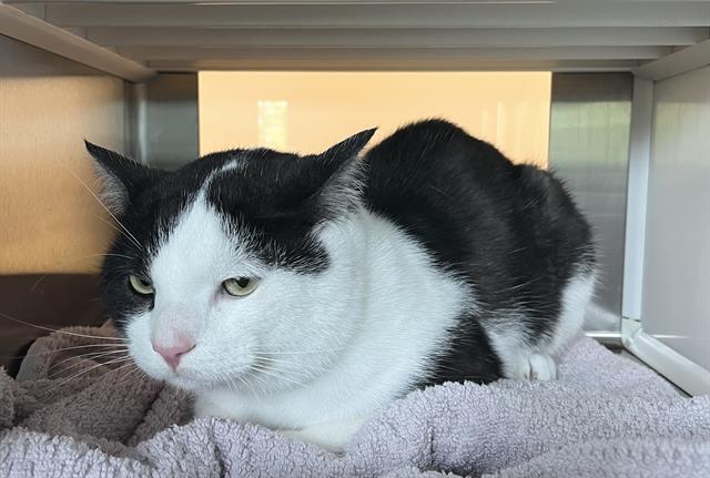 adoptable Cat in Pearland, TX named CRANKENSTEIN