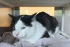 adoptable Cat in  named CRANKENSTEIN