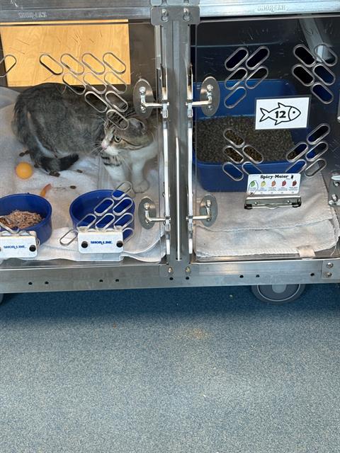 adoptable Cat in Pearland, TX named TITO