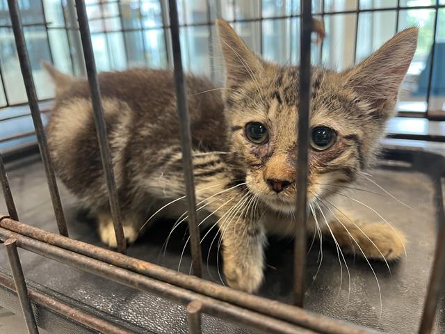 adoptable Cat in Pearland, TX named MR. CRABS