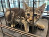adoptable Cat in  named MR. CRABS
