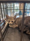adoptable Cat in  named PEARL