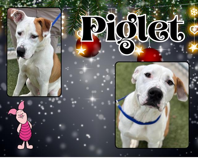 adoptable Dog in Pearland, TX named PIGLET