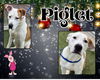 adoptable Dog in  named PIGLET