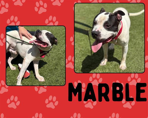 MARBLE - Pit Bull Terrier / Staffordshire Bull Terrier available for adoption
