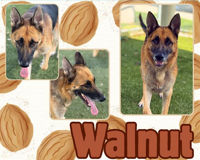 WALNUT