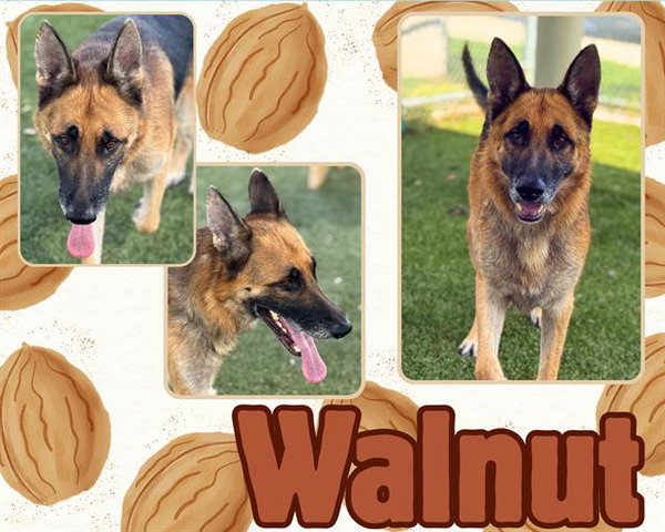 WALNUT