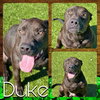 DUKE - Photo 1