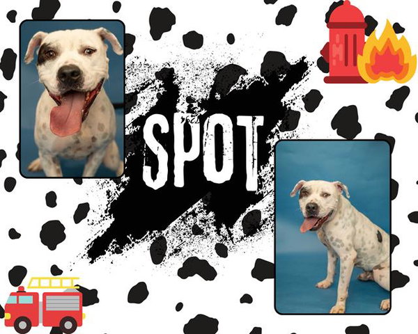 SPOT