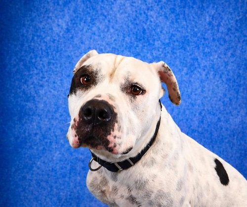 SPOT, an adoptable Pit Bull Terrier in Pearland, TX