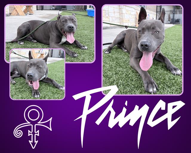 PRINCE