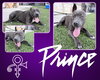 PRINCE - Photo 1