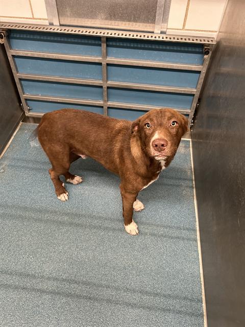 picture of the dog needing adoption