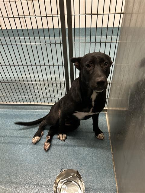 picture of the dog needing adoption