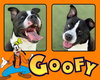 GOOFY - Photo 1
