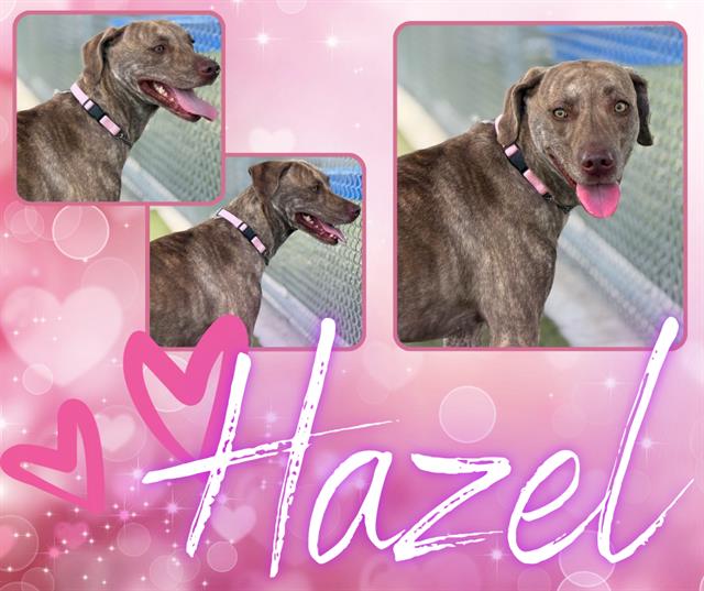 HAZEL
