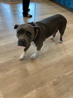 picture of the dog needing adoption