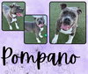 POMPANO - Photo 1