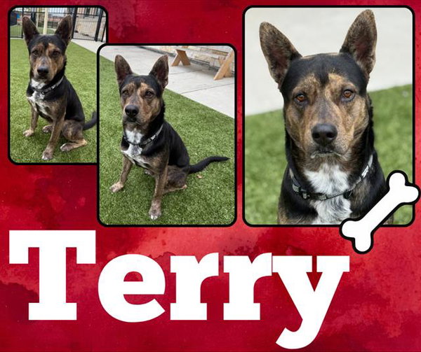 TERRY