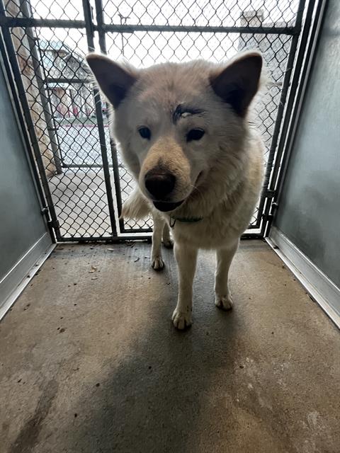 picture of the dog needing adoption