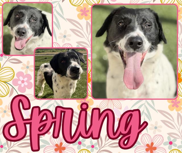 SPRING