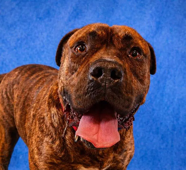 Franklin - Pit Bull Terrier