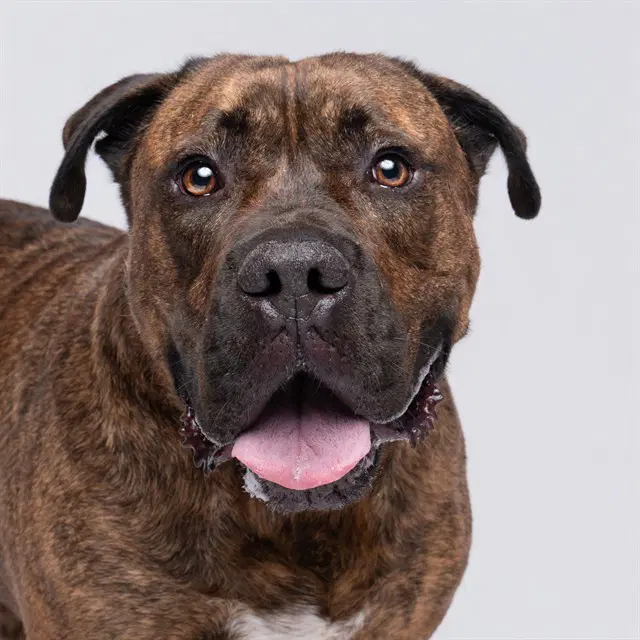 Franklin - Pit Bull Terrier