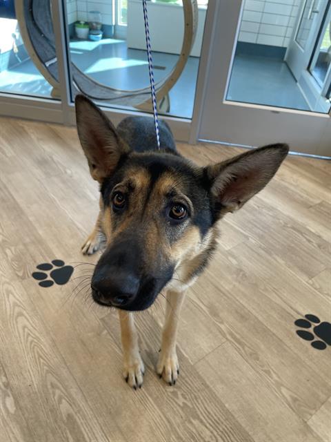 picture of the dog needing adoption