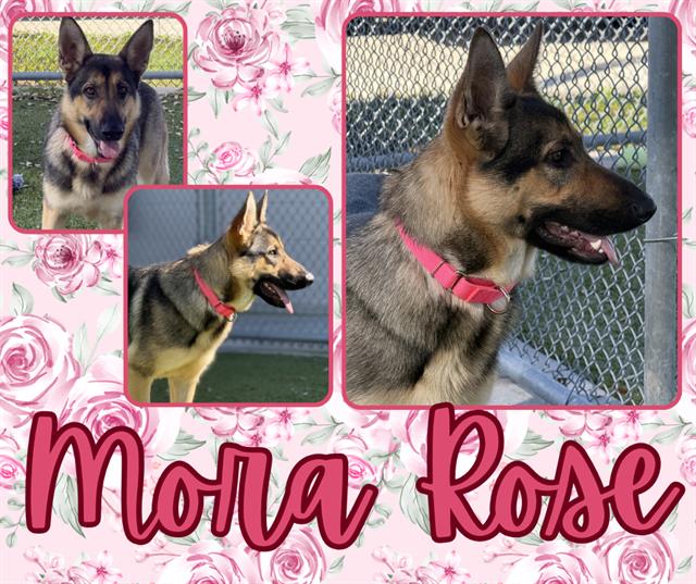 MORA ROSE Image