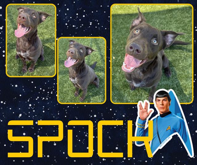 SPOCK