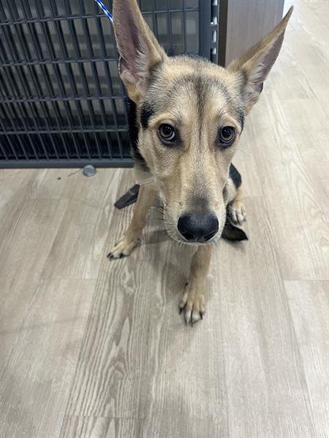 German Shepherd