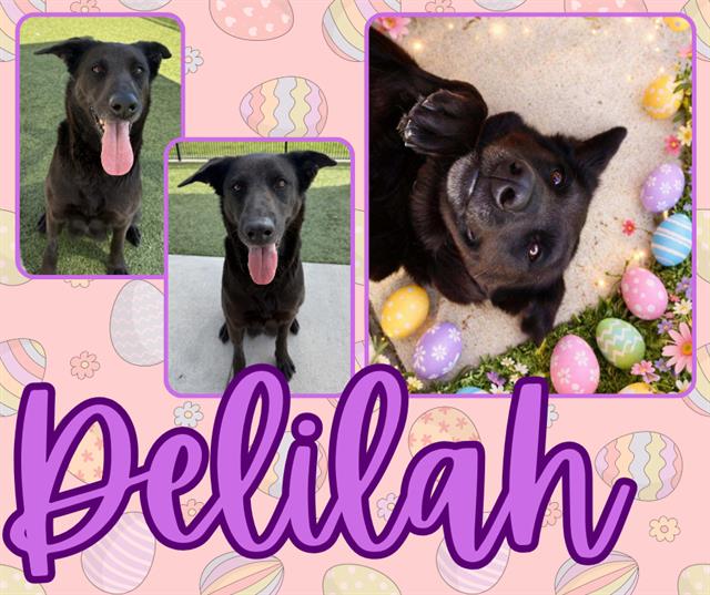 DELILAH Image