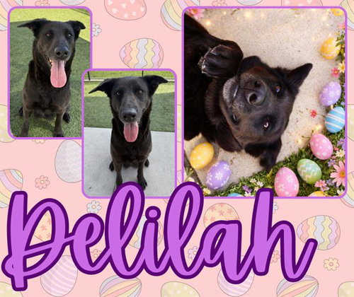 DELILAH, an adoptable Labrador Retriever in Pearland, TX