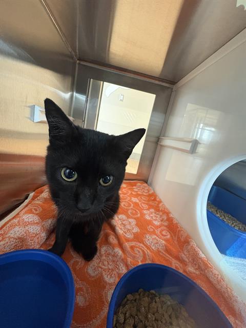 picture of the cat needing adoption